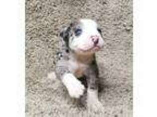 Alapaha Blue Blood Bulldog Puppy for sale in Dallas, TX, USA