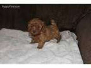 Mutt Puppy for sale in Saint James, MO, USA