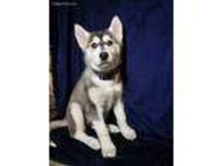 Siberian Husky Puppy for sale in Anchorage, AK, USA