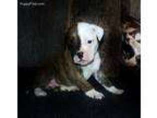 American Bulldog Puppy for sale in Mammoth Spring, AR, USA