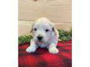 Goldendoodle Puppy for sale in Salem, MO, USA