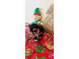 Yorkshire Terrier Puppy for sale in Pembroke, MA, USA
