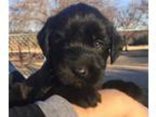 Labradoodle Puppy for sale in Crescent, OK, USA