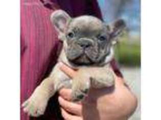 French Bulldog Puppy for sale in Grabill, IN, USA