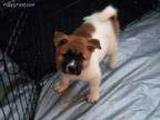 Akita Puppy for sale in Bakersfield, CA, USA