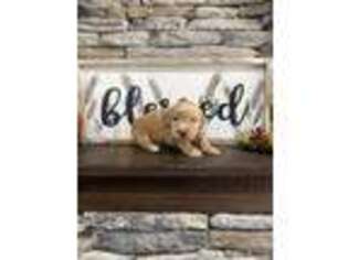 Goldendoodle Puppy for sale in Roselle, NJ, USA