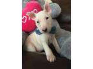 Bull Terrier Puppy for sale in Antioch, TN, USA