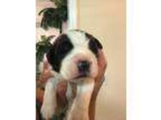 Saint Bernard Puppy for sale in Browns Summit, NC, USA
