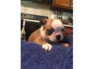 Boston Terrier Puppy for sale in Franklin Furnace, OH, USA