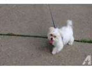 Maltese Puppy for sale in DREXEL HILL, PA, USA