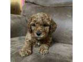 Mutt Puppy for sale in Akeley, MN, USA