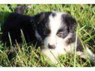 Border Collie Puppy for sale in Oskaloosa, KS, USA