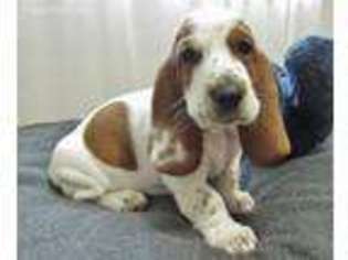 Basset Hound Puppy for sale in Colton, OR, USA