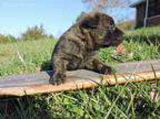 Dutch Shepherd Dog Puppy for sale in Duffield, VA, USA