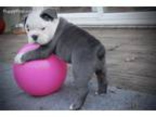 Olde English Bulldogge Puppy for sale in Spring Hill, KS, USA