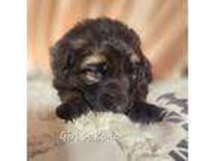 German Shepherd Dog Puppy for sale in Alto, GA, USA