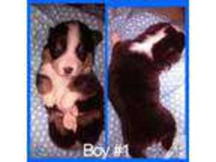 Pembroke Welsh Corgi Puppy for sale in SHERIDAN, MI, USA
