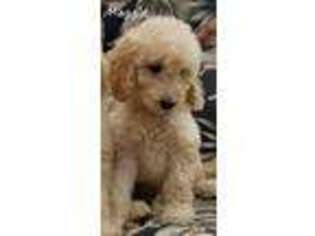 Goldendoodle Puppy for sale in Granger, WA, USA