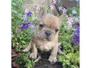 French Bulldog Puppy for sale in Pryor, OK, USA