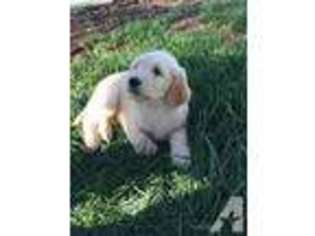 Goldendoodle Puppy for sale in COSTA MESA, CA, USA