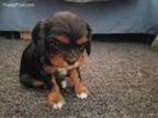 Cavalier King Charles Spaniel Puppy for sale in Dearborn, MI, USA