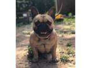 French Bulldog Puppy for sale in Pentwater, MI, USA