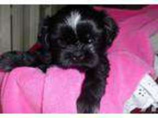 Mutt Puppy for sale in OLDSMAR, FL, USA