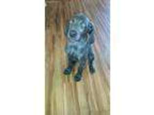Weimaraner Puppy for sale in Sandy Lake, PA, USA