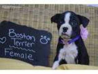 Boston Terrier Puppy for sale in Minocqua, WI, USA