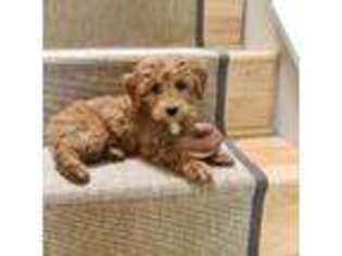 Goldendoodle Puppy for sale in Argyle, TX, USA