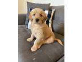 Golden Retriever Puppy for sale in Pearland, TX, USA