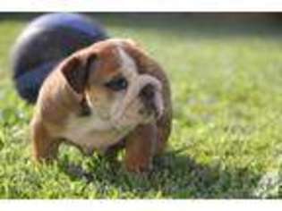 Bulldog Puppy for sale in ROCKVILLE, MD, USA