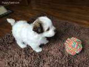 Havanese Puppy for sale in Newark, OH, USA
