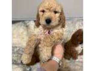 Mutt Puppy for sale in Emmett, ID, USA