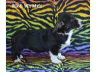Cardigan Welsh Corgi Puppy for sale in Mulberry, KS, USA