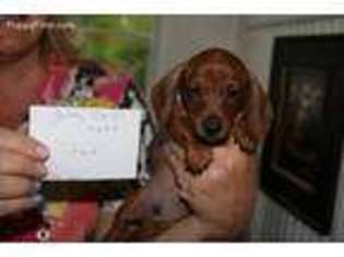 Dachshund Puppy for sale in Cincinnati, OH, USA