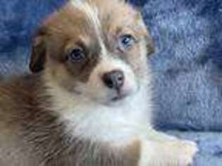 Pembroke Welsh Corgi Puppy for sale in Reno, NV, USA