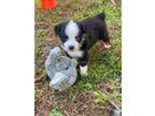 Miniature Australian Shepherd Puppy for sale in North Port, FL, USA