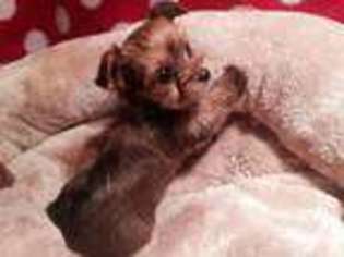 Yorkshire Terrier Puppy for sale in ARLINGTON, WA, USA