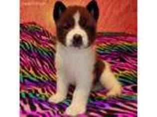 Akita Puppy for sale in Pensacola, FL, USA