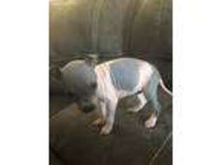 American Hairless Terrier Puppy for sale in Garland, UT, USA