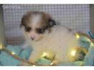 Pomeranian Puppy for sale in Clinton, MO, USA