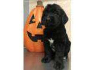Labradoodle Puppy for sale in Plant City, FL, USA