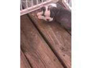 Boston Terrier Puppy for sale in Youngstown, OH, USA