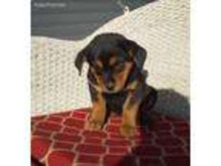 Rottweiler Puppy for sale in Airville, PA, USA