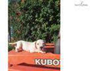 American Bulldog Puppy for sale in San Diego, CA, USA