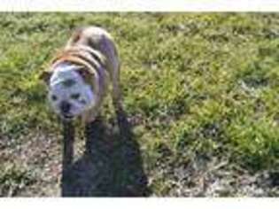 Bulldog Puppy for sale in Niangua, MO, USA