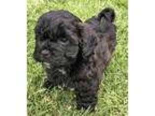 Mutt Puppy for sale in Waterford, CA, USA