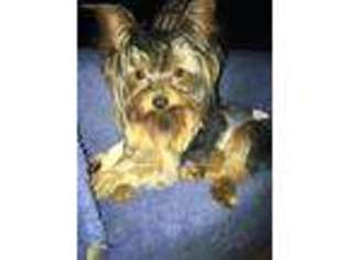Yorkshire Terrier Puppy for sale in Jamestown, MO, USA