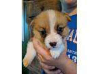 Pembroke Welsh Corgi Puppy for sale in North Vernon, IN, USA